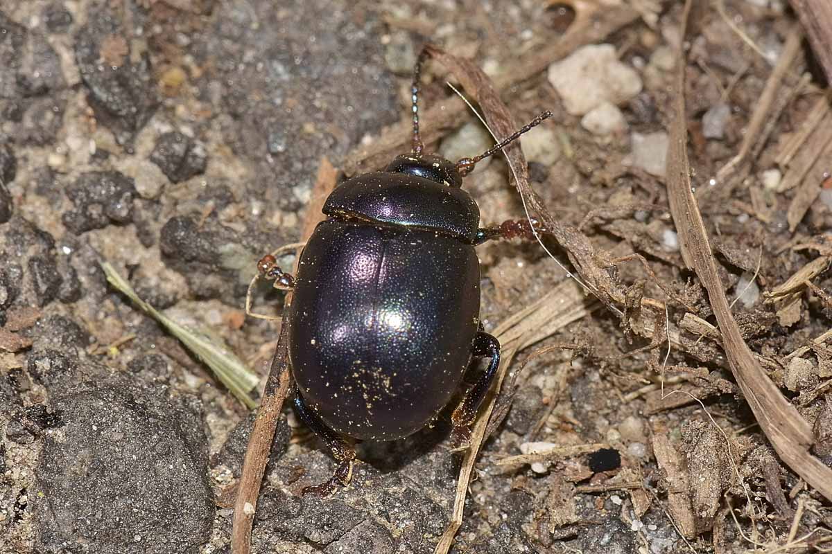 Chrysolina sturmi, Chrysomelidae